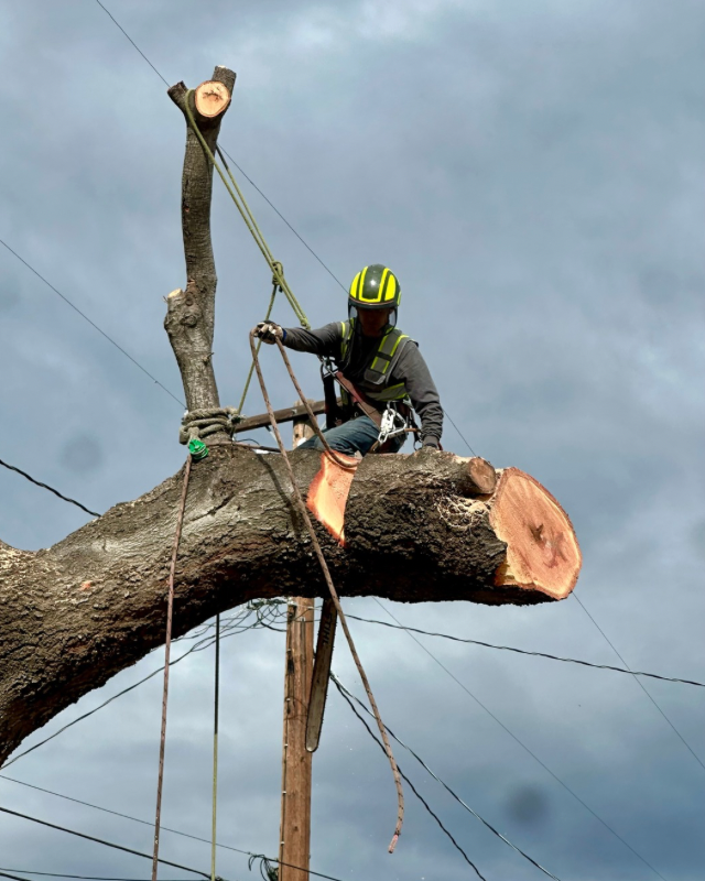 Alex Tree Service Image